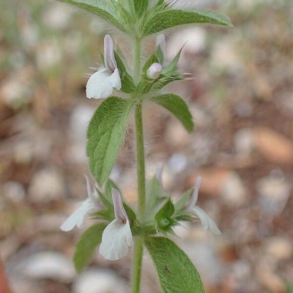 Sideritis romana 樹皮