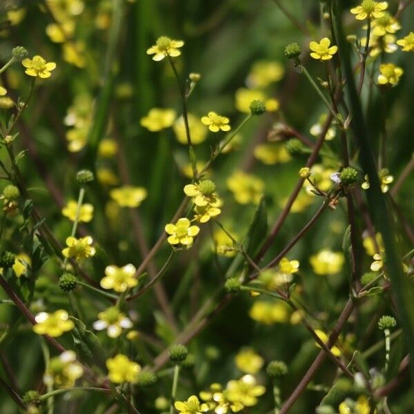 Ranunculus ophioglossifolius Fleur