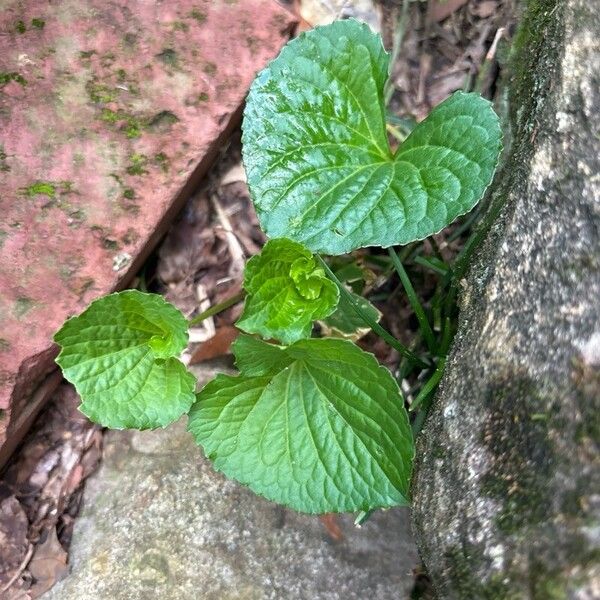 Viola pubescens Hostoa