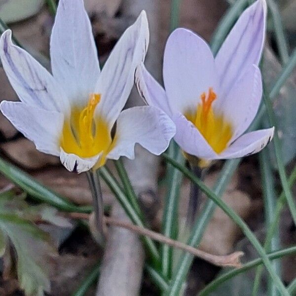 Crocus biflorus Flower