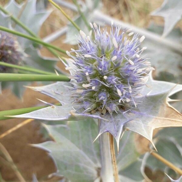 Eryngium maritimum Õis