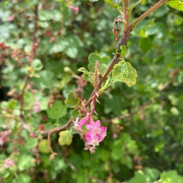 Ribes malvaceum Flower