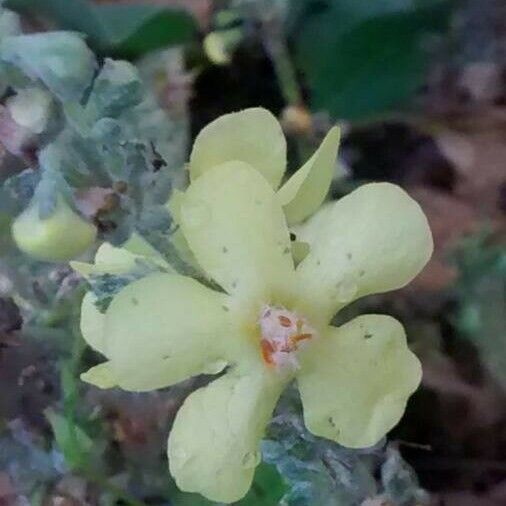 Verbascum pulverulentum Цвят