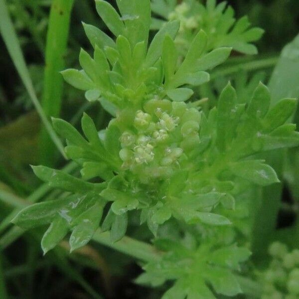 Lepidium didymum Flor