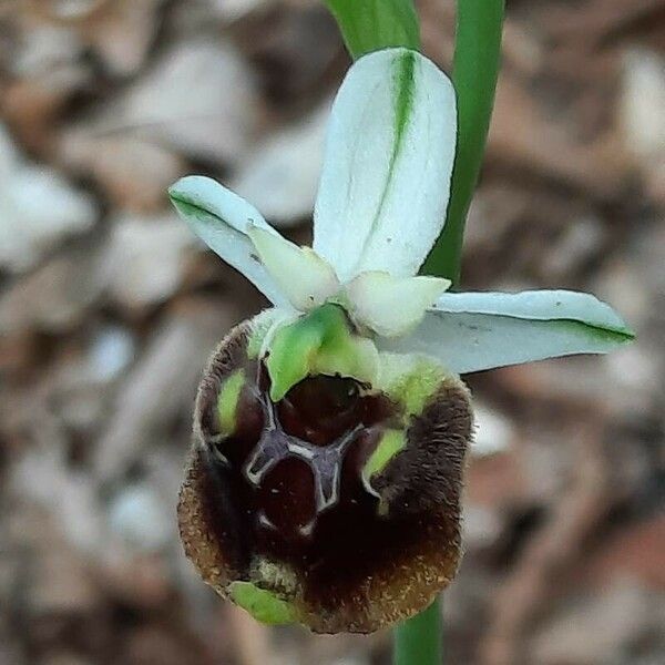 Ophrys holosericea Flower