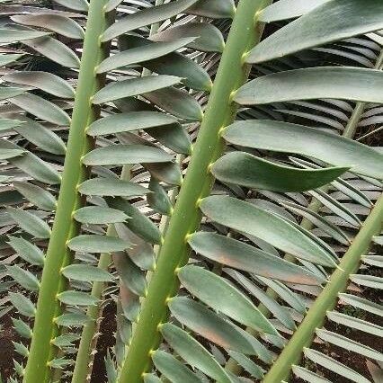 Encephalartos tegulaneus Blatt