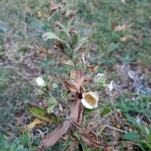 Digitalis lanata ᱵᱟᱦᱟ