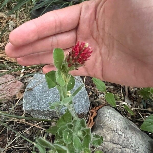 Trifolium incarnatum Flor