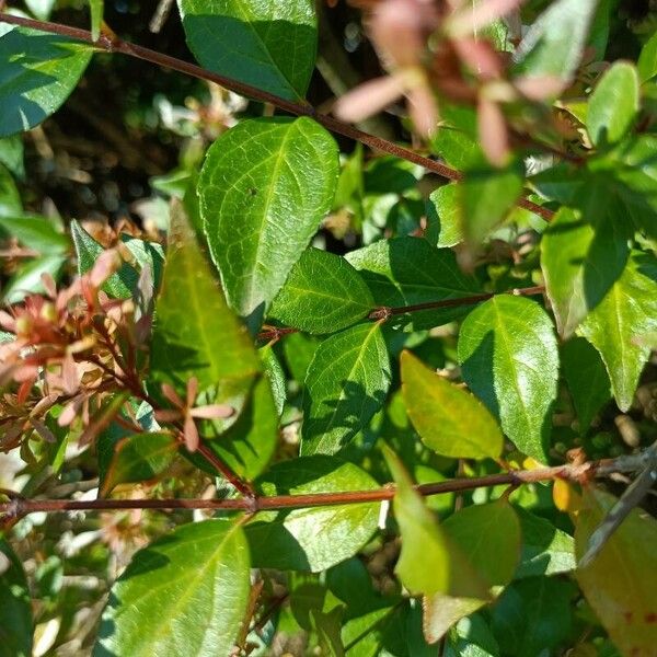 Abelia × grandiflora Fulla