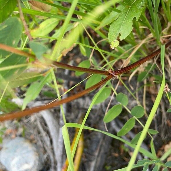 Astragalus alpinus Bark