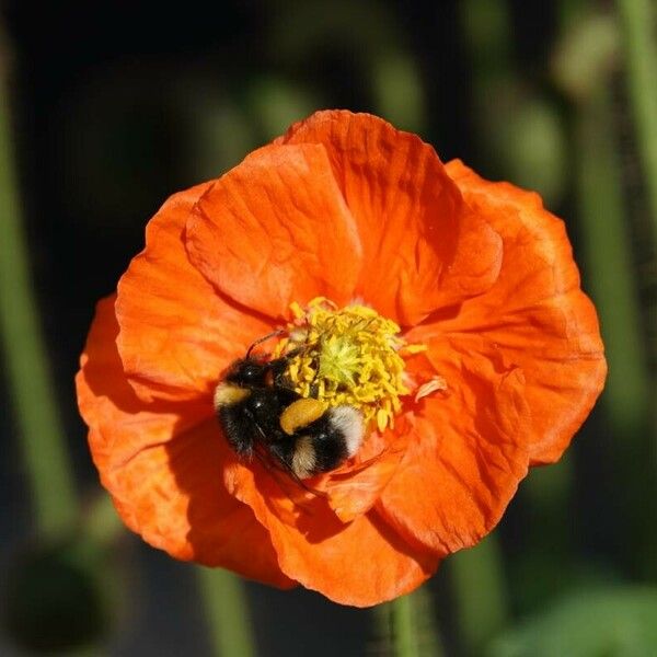 Papaver croceum Alia