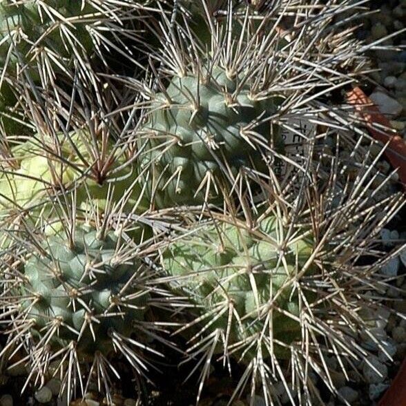 Tephrocactus alexanderi Blad