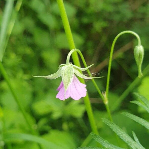 Geranium columbinum Blomma