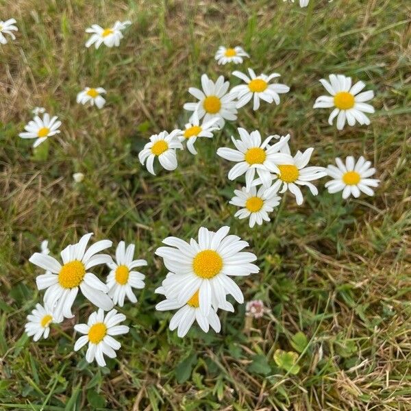 Leucanthemum vulgare ফুল