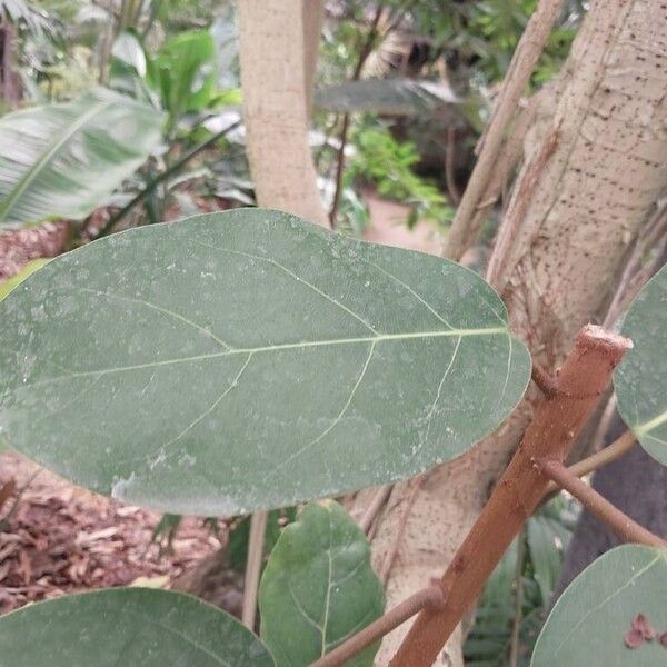 Ficus lutea पत्ता