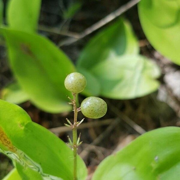 Maianthemum canadense Ffrwyth