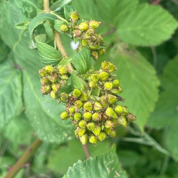 Hypericum hirsutum Blomma