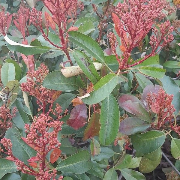 Photinia fraseri ശീലം