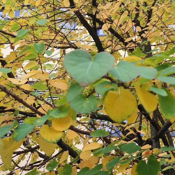 Cercidiphyllum japonicum Kita