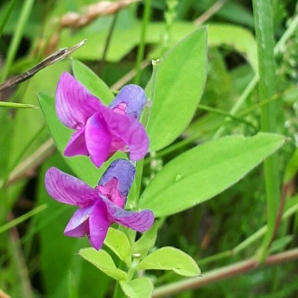 Lathyrus linifolius Flower