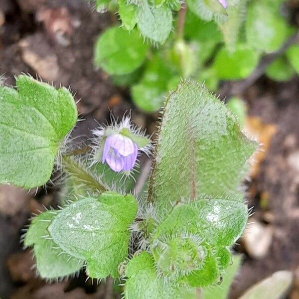 Veronica hederifolia Λουλούδι