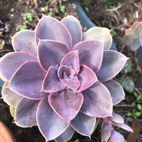 Echeveria gibbiflora Leaf