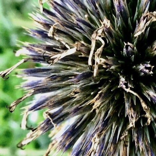 Echinops sphaerocephalus Fruit