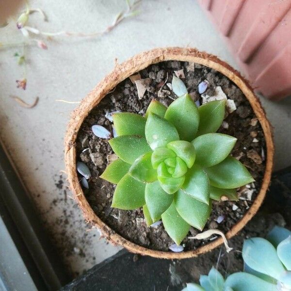 Sedum adolphi Blatt