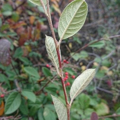 Cotoneaster coriaceus পাতা