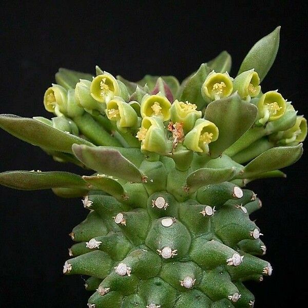 Euphorbia neoreflexa പുഷ്പം