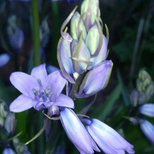 Hyacinthoides hispanica 花