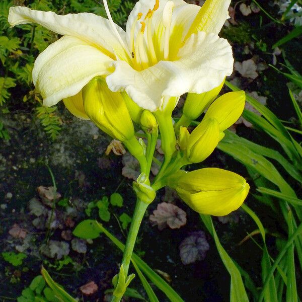 Hemerocallis lilioasphodelus Blomma