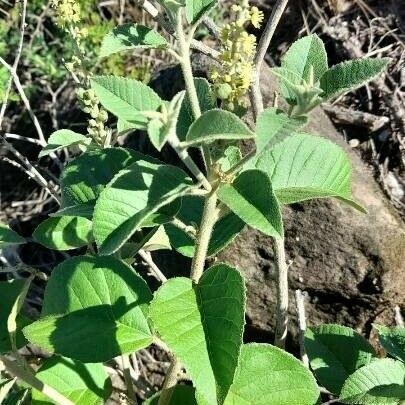 Croton lachnostachyus Habit