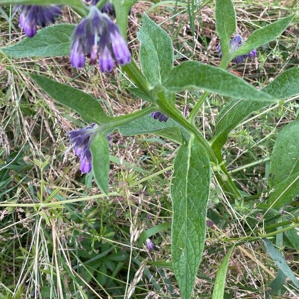 Symphytum officinale Folha