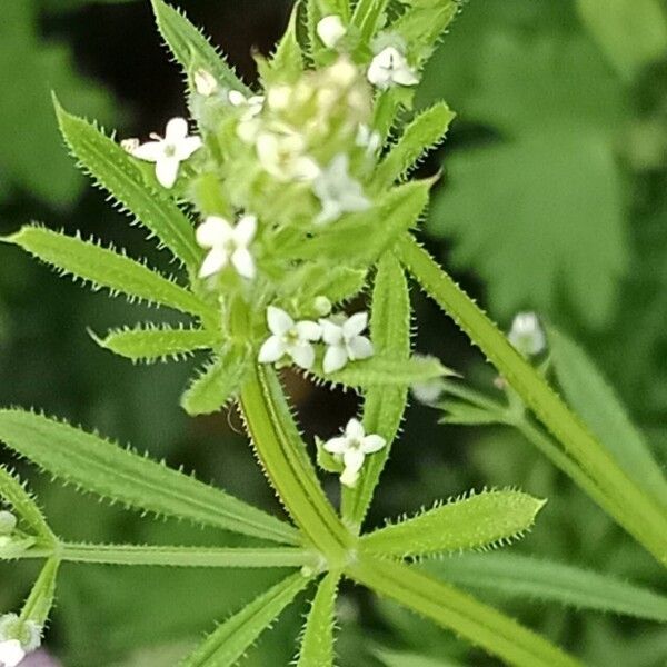 Galium aparine Květ