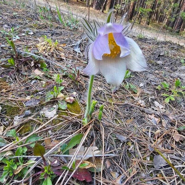 Pulsatilla patens Flower