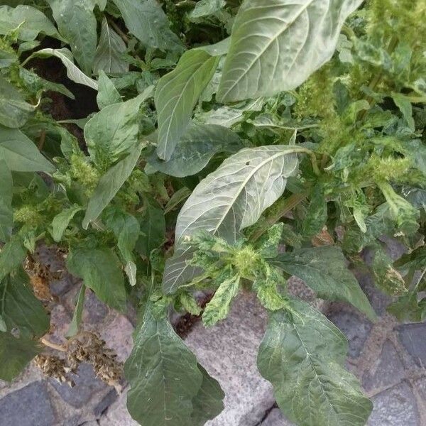 Amaranthus retroflexus Yaprak