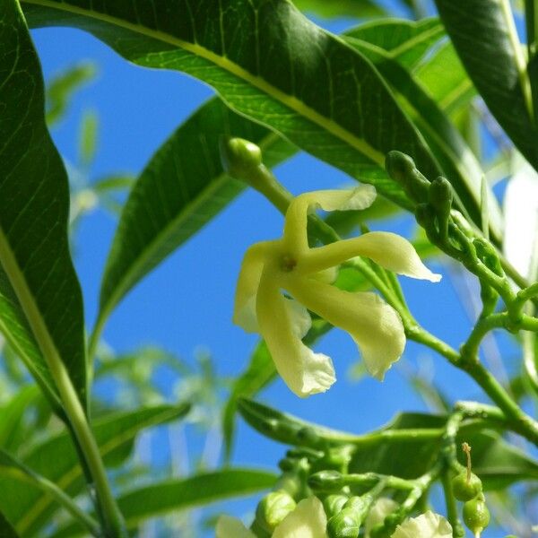 Tabernaemontana persicariifolia Fleur