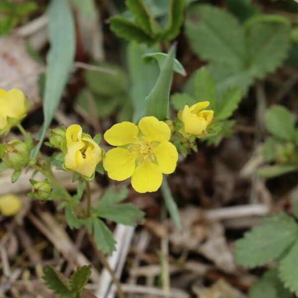 Potentilla freyniana Õis