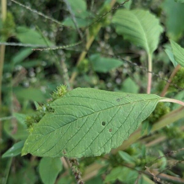 Amaranthus hybridus 葉