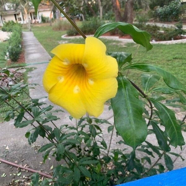 Allamanda cathartica Лист