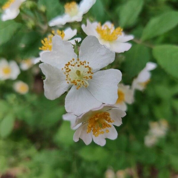 Rosa multiflora Flor