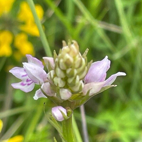 Dactylorhiza fuchsii Kukka