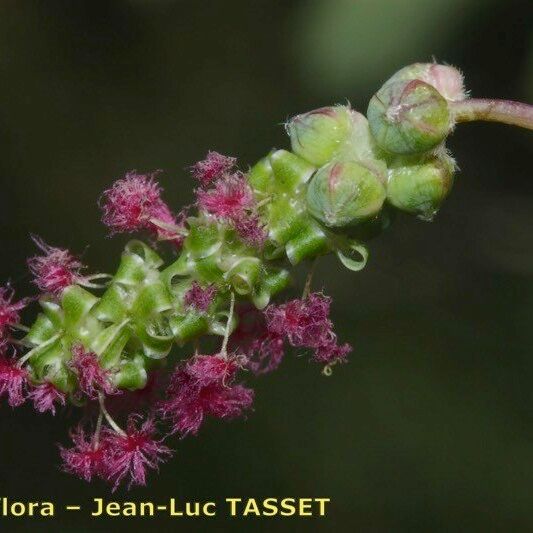 Dendriopoterium pulidoi Blüte