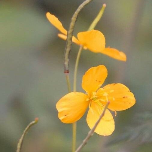 Senna occidentalis Blomma