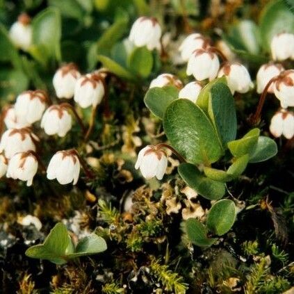 Cassiope hypnoides 花