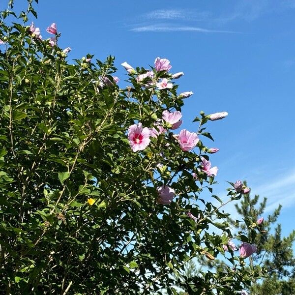 Hibiscus syriacus Kwiat