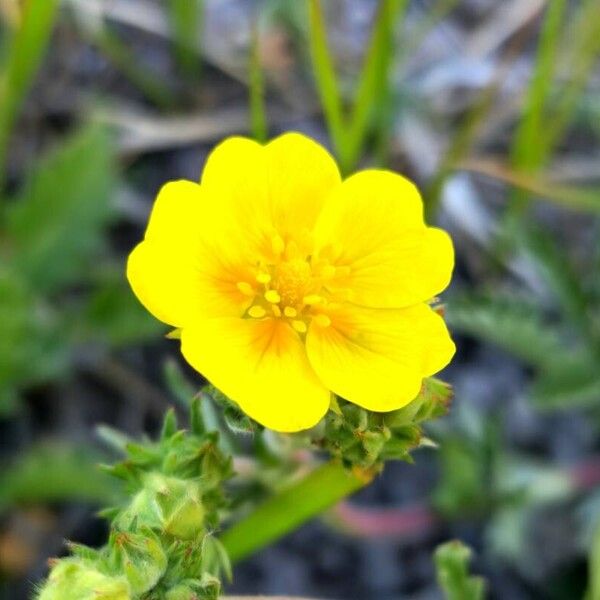 Potentilla gracilis Flor