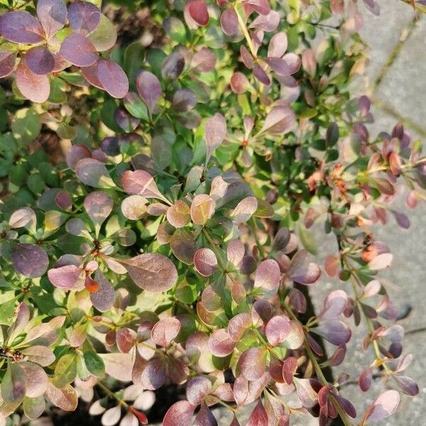 Berberis thunbergii ഇല