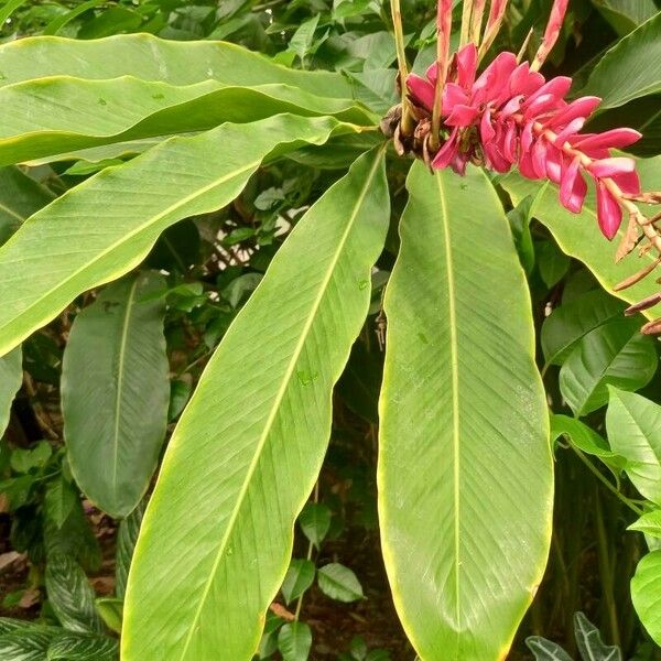 Alpinia purpurata Hoja